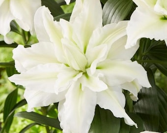Set 3 White Double RoseLily Aisha Bulbs for Planting, Lily Perennial Bulbs Easy to Grow Flowers for Your Home and Garden