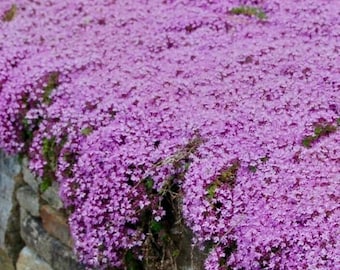 50.000 Seeds Creeping Thyme Seeds for Planting, Thymus Serpyllum Seeds Perennial Seeds for Outdoor Garden