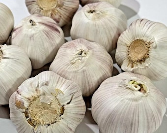 1 Pound  Music Garlic Bulbs for Planting and Gardening, Hardneck Garlic Tubers, White Garlic