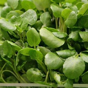 1 Gr (1500 Seeds) Watercress Seeds for Planting, Vietnamese Watercress, Yellowcress Herb Seeds