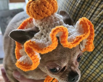 May include: A small brown chihuahua wearing a crocheted pumpkin costume. The costume is white and orange with a green stem on top of the pumpkin.