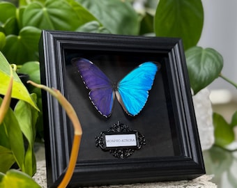 額入りオーロラモルフォ蝶、ペルー、6インチシャドーボックス - Etsy 日本
