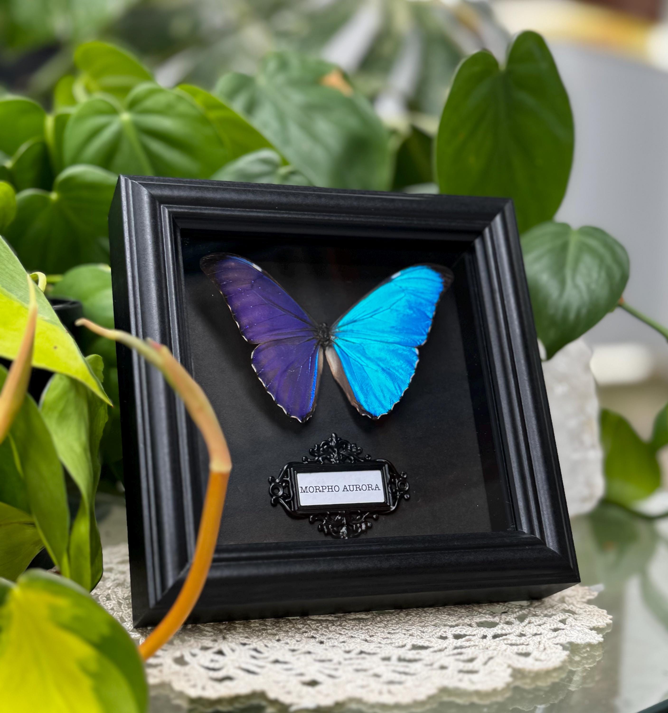 Morpho Aurora - Etsy Singapore