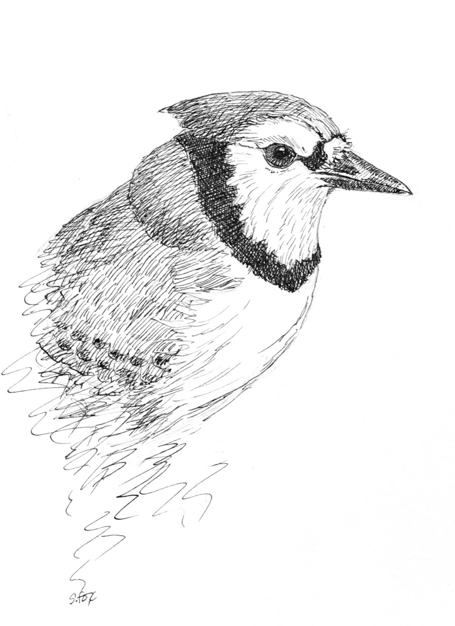 Blue Jay Bird Wildlife Animal Art Pen And Ink Black And White Etsy