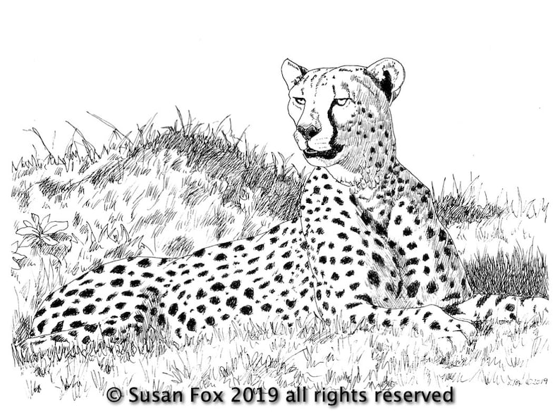 Cheetah, Printable Coloring Webpage, Noticed cats, Swiftest cat, Africa, Kenya, Endangered species, youngsters, youngsters, older people graphic about Cheetah Printable titled Cheetah, Printable Coloring Web site, Noticed cats, Speediest cat, Africa, Kenya, Endangered species, young children, little ones, grownups