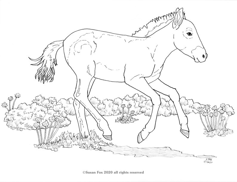 Download Takhi Foal wild horse foal baby coloring page mongolia | Etsy