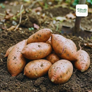 May include: A pile of freshly harvested sweet potatoes, with their characteristic orange-brown skin, rests on dark soil. The sweet potatoes are of various sizes and shapes, some with visible soil clinging to them. The image is taken outdoors, with a shovel in the background.