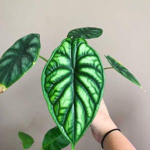 Rare Alocasia Dragon Paper Version Corm - Starter Plant