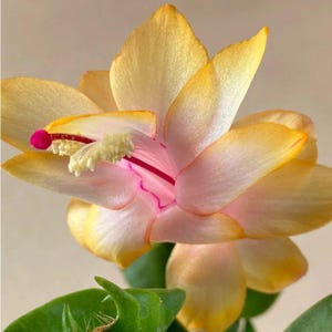 Gelbe Zygo Weihnachtskaktus Corms - Seltene Urlaub Blühende Zimmerpflanze