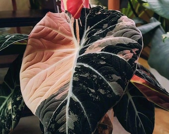 斑入りアンスリウム プテロダクティル - 他にはない珍しい一品 - Etsy 日本