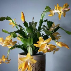 Żółte bulwy kaktusa bożonarodzeniowego Zygo - rzadka roślina doniczkowa kwitnąca w okresie świątecznym