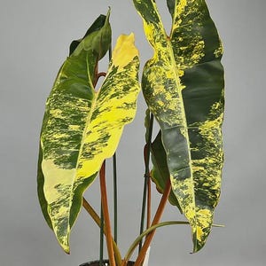 Variegated Philodendron Billietiae Corms | Rare Tropical Houseplant