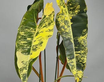 【レア】アロカシア　シャントリエリ　斑入り レア】アロカシア シャントリエリ 斑入り Alocasia chantrieri pink