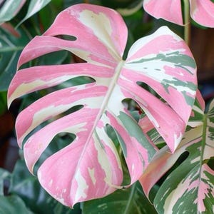 Monstera Rose Rooted Cutting Rare Monstera Node Starter Home Grown Live Propagation Plant Exotic