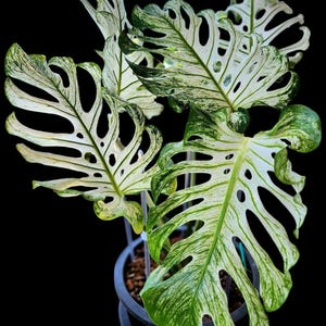 Monstera devil monster - Etsy 日本