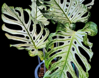 Anthurium Luxurians Silver Platinum, exact plant, Aroid Plant