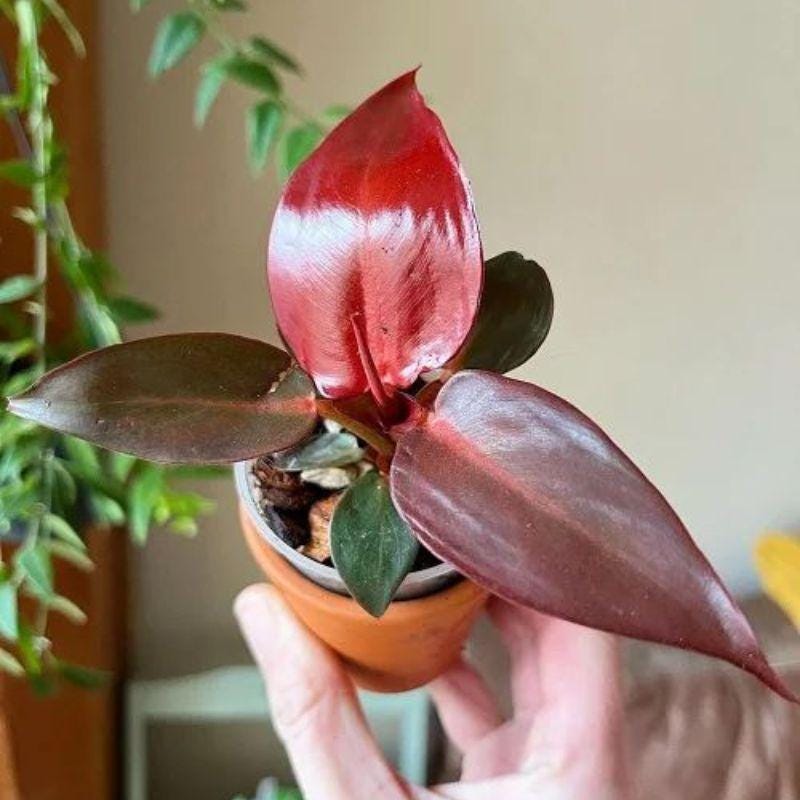 Anthurium King of Spades X Red Crystallinum - Etsy Canada