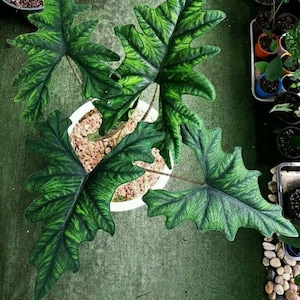 Alocasia Jacklyn Corms panaché - Plante d&#39;intérieur tropicale exotique rare