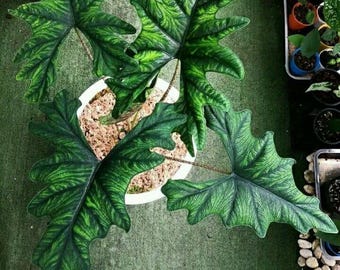 【レア】アロカシア　シャントリエリ　斑入り アロカシア シャントリエリ斑入り！！chantrieri variegated レア