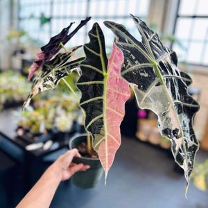 Variegated Alocasia Sanderiana Pink Corms, Rare Tropical Houseplant