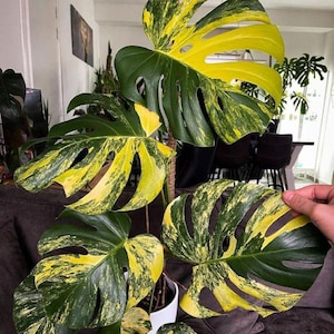 Monstera Deliciosa Electrolight Variegated Corms, Rare Tropical Plant