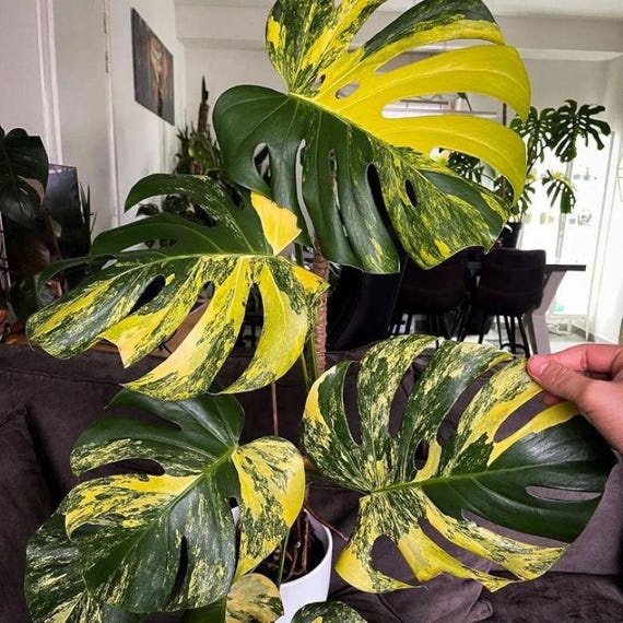 モンステラ・デリシオサ・エレクトロライト斑入り球根、希少熱帯植物