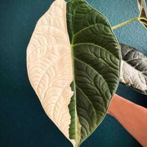 Variegated alocasia maharani - Etsy 日本