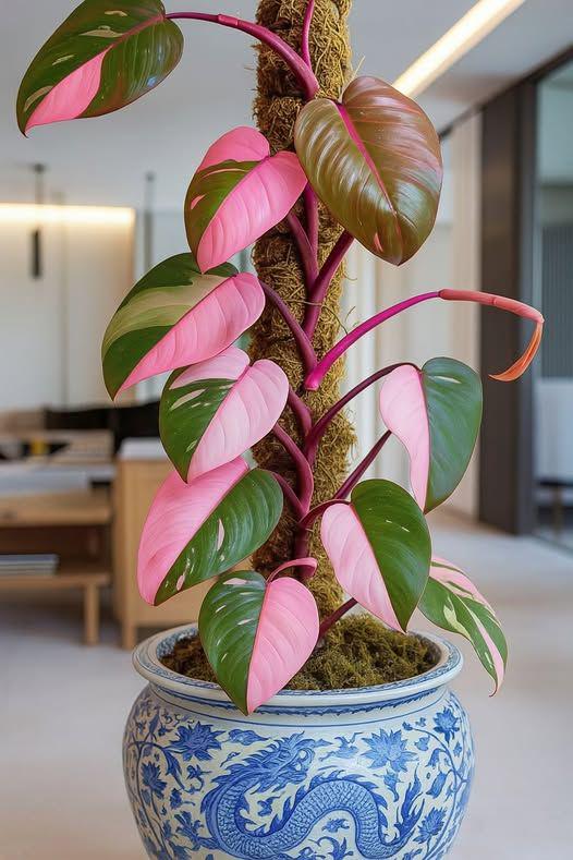 Monstera white lava - Etsy 日本