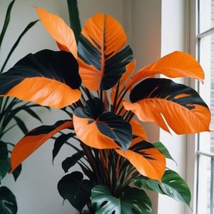 Philodendron orange, bulbes rares à racines panachées cultivés maison, prêt à planter exotique