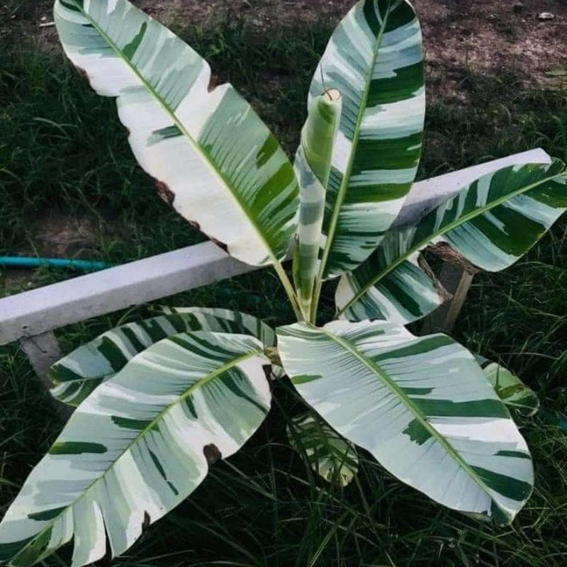 その他観葉植物 Musa Florida variegated Musa Florida Variegated - Grande – PlantyTown