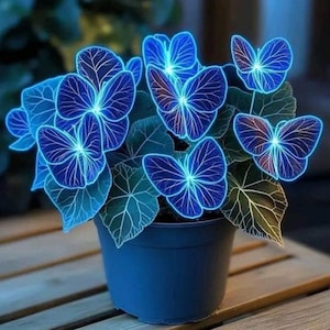 50PCS Plant Seeds Hosta Plantaginea Garden Flowers Perennials Blue Hosta Rare, Butterfly Caladium Seeds, usa seeds, new zealand seeds