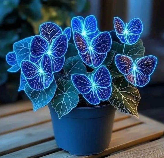 GALLIUM ガリウム スタートバイス 50PCS Plant Seeds Hosta Plantaginea Garden Flowers Perennials Blue