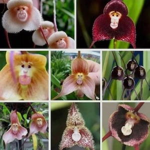 Affengesicht Blumen, Orchideenarten Affengesicht Orchideensamen Über 50-100 Stück Cymbidium-Samen, Gartendekor, Gartenblumen