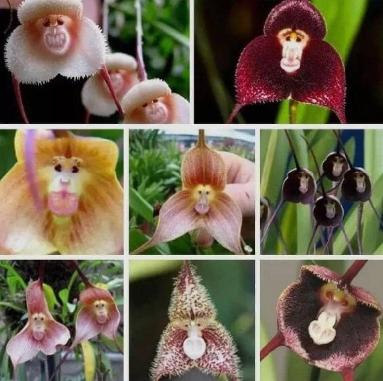 Monkey Face Orchid Israel - Main Image