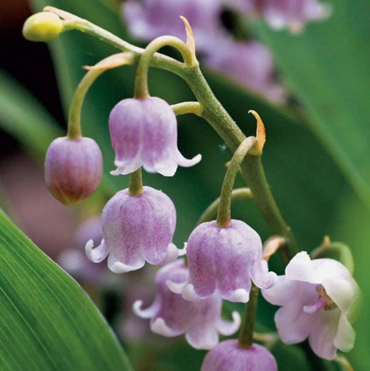 thumbnail image 2 of Wild Lily Of The Valley (Convallaria Majalis Var. Montana) Blooms 2 of 12