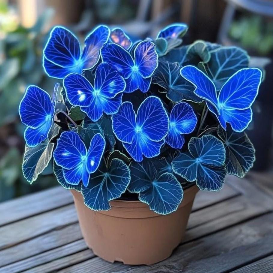 50PCS Plant Seeds Hosta Plantaginea Garden Flowers Perennials Blue