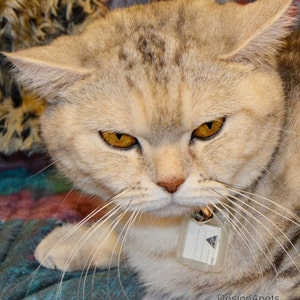 Kathy- collare per gatti nero -sicurezza con id- design morbido regolabile all&#39;uncinetto