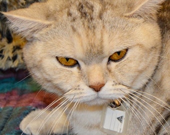 Kathy-  black cat collar -safety w/id- crochet adjustable soft unique design