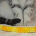 see more listings in the Ultra soft collars section
