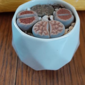 Succulent