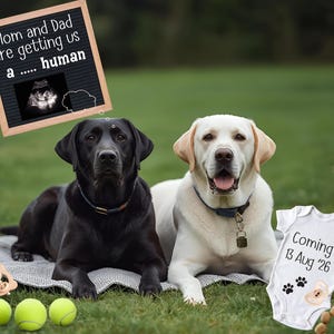 Könnte beinhalten: Zwei Labrador Retriever, einer schwarz und einer gelb, liegen auf einer Decke im Gras. Ein Schild sagt: "Mama und Papa bekommen uns einen Menschen." Ein Baby-Body sagt "Coming 13 Aug '26" mit Pfotenabdrücken.