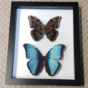 May include: A framed display featuring two butterflies. The top butterfly has brown and tan wings with circular patterns. The bottom butterfly has vibrant blue wings with black edges. The frame is black and the background is white.