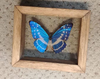 Morpho Cypris Peru (PE) - BIG Unmounted Tropical Specimen