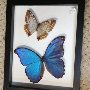 May include: A black rectangular frame containing two preserved butterflies on a white background. The top butterfly features brown and tan patterned wings, while the larger bottom butterfly displays vibrant iridescent blue wings with dark edges.
