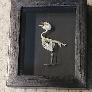 May include: A framed bird skeleton displayed against a black background. The bird's delicate bone structure is visible, with its skull, spine, and wing bones clearly defined. The frame is a dark gray with a textured finish, adding a rustic touch to the piece.