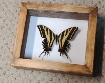 Papilio pilumnus swallowtail mounted shadowbox home decor TedFreywallart