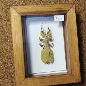 May include: A framed insect specimen, likely a leaf insect, displayed in a wooden frame. The insect is primarily green and brown, with a leaf-like appearance. The frame has a white background and a price tag of $60.