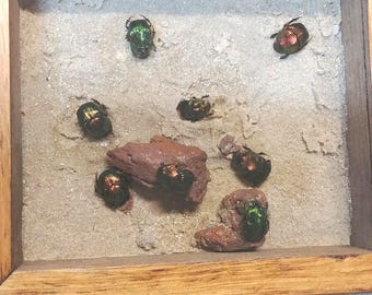 Large Metallic Dung Beetle Framed Taxidermy - Phanaeus Demon - Etsy