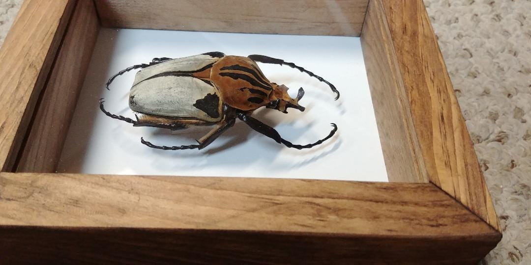 African Goliath Beetle - Etsy