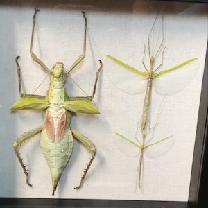 Heteropteryx Dilatata - Etsy